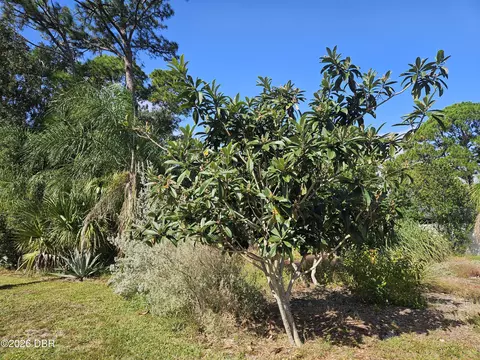 0 Pine Tree Dr, Edgewater, FL 32141 photo 4