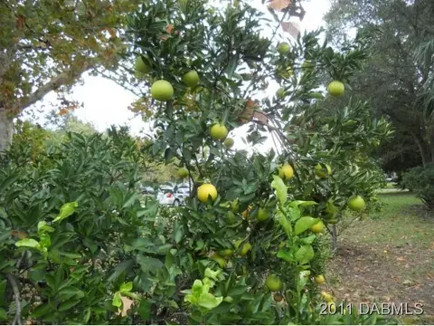 414 N Yonge St, Ormond Beach, FL 32174 photo 22