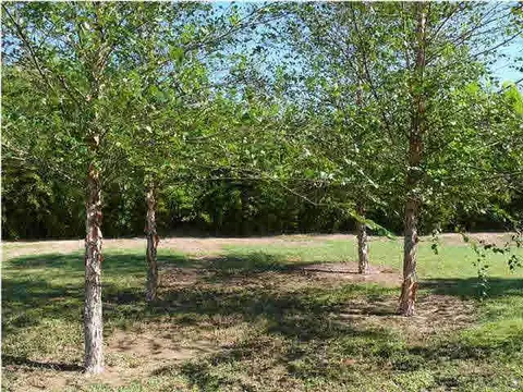 7110 Hwy 4, Jay, FL 32565 photo 20