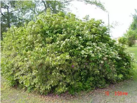 4766 Dans Trl, Jay, FL 32565 photo 10
