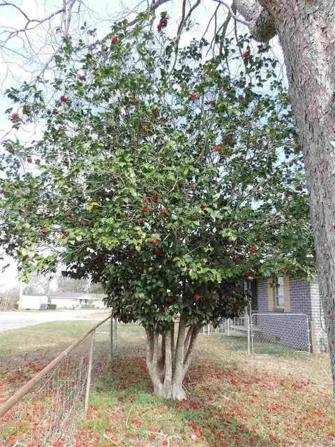 308 Wegner Ave, Cantonment, FL 32533 photo 35