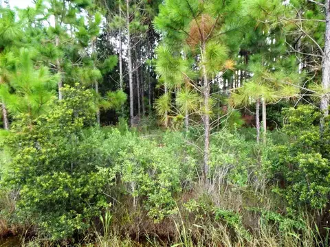 1096 Pearson Rd, Milton, FL 32583 photo 6