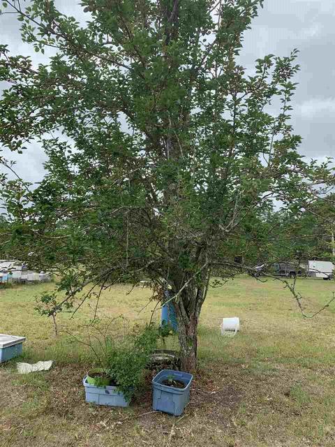 8675 Byrom Campbell Rd, Pace, FL 32571 photo 17
