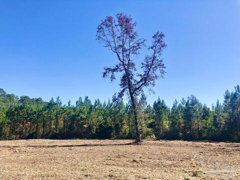 lot28 Bs Buffalo Ridge Rd, Pace, FL 32571 photo 10