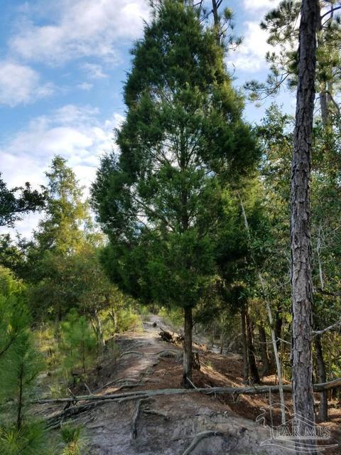 Ward Basin Rd, Milton, FL 32583 photo 18