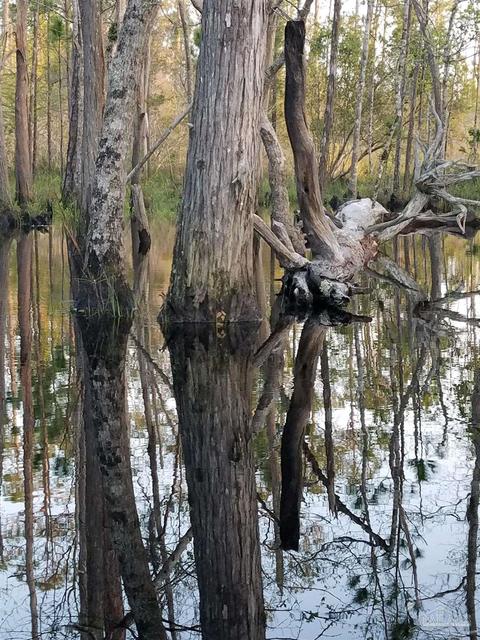 Ward Basin Rd, Milton, FL 32583 photo 11