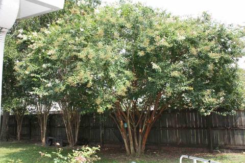 5785 Twisted Oak Ct, Pace, FL 32571 photo 25
