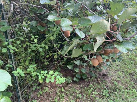 5249 Soybean Dr, Milton, FL 32583 photo 25