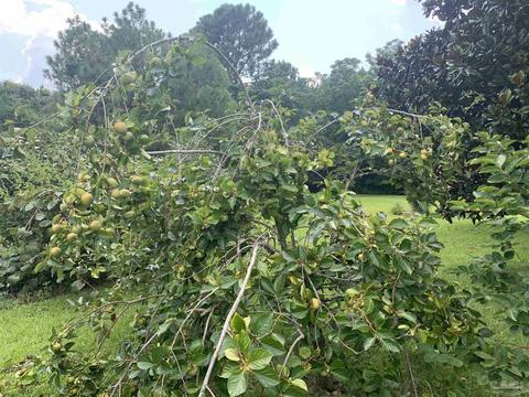 5249 Soybean Dr, Milton, FL 32583 photo 24