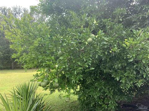 5249 Soybean Dr, Milton, FL 32583 photo 26