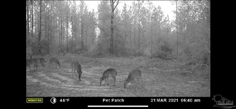 5029 Dixonville Rd, Jay, FL 32565 photo 26