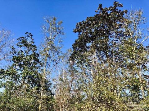 lot17 SW Bashi Rd, Pace, FL 32571 photo 27