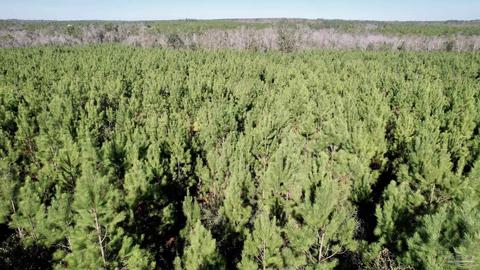 lot17 SW Bashi Rd, Pace, FL 32571 photo 9