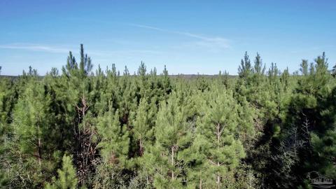 lot17 SW Bashi Rd, Pace, FL 32571 photo 7