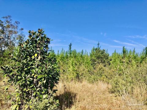 lot25 SW Bashi Rd, Pace, FL 32571 photo 14