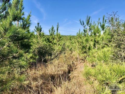 lot25 SW Bashi Rd, Pace, FL 32571 photo 15