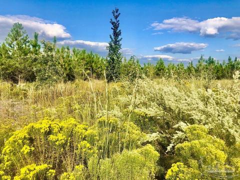 lot25 SW Bashi Rd, Pace, FL 32571 photo 18