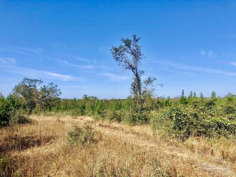 lot25 SW Bashi Rd, Pace, FL 32571 photo 23