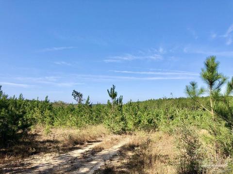 lot25 SW Bashi Rd, Pace, FL 32571 photo 21
