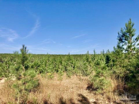 lot25 SW Bashi Rd, Pace, FL 32571 photo 8