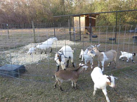 2323 Handy Rd, Cantonment, FL 32533 photo 40