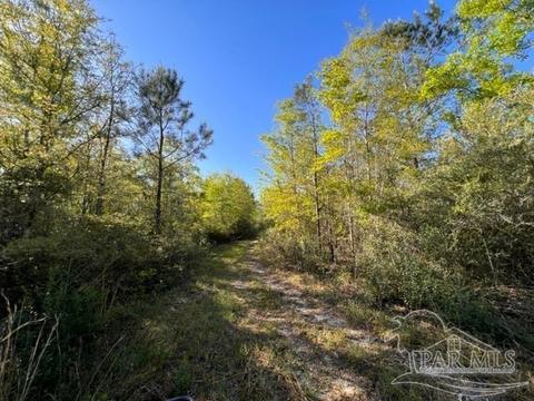 8520 Hwy 97, Mcdavid, FL 32568 photo 47