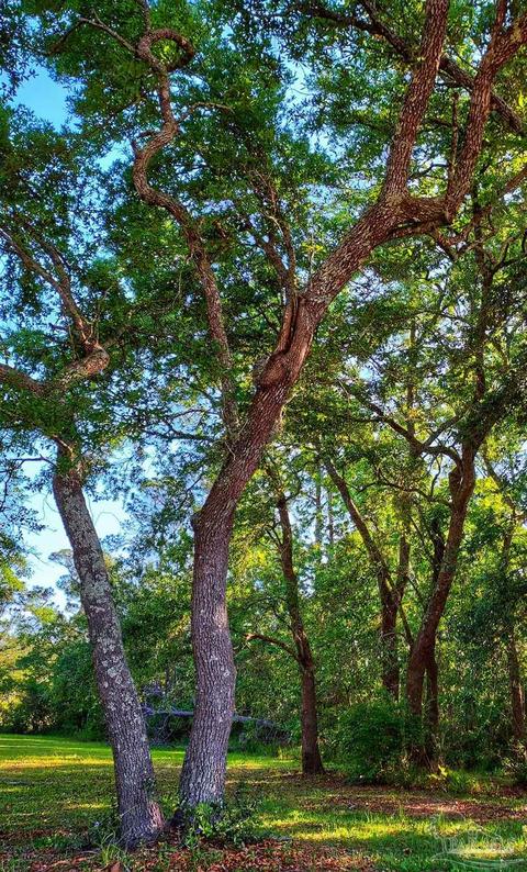 tbd Andrew Jackson Dr, Pace, FL 32571 photo 9