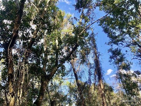 lot S 19 20 Bs Buffalo Ridge Rd, Pace, FL 32571 photo 15