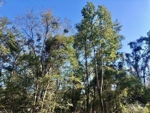 lot S 19 20 Bs Buffalo Ridge Rd, Pace, FL 32571 photo 18