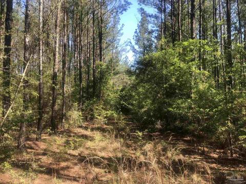 lot68 Br Montana Dr, Pace, FL 32571 photo 11