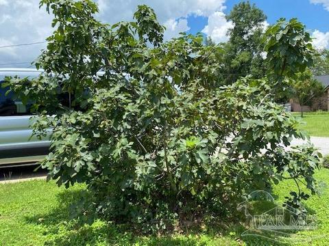 4669 Evelyn St, Pace, FL 32571 photo 5