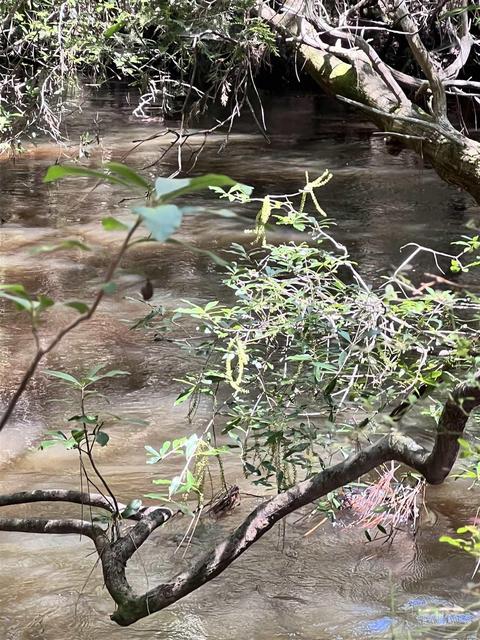 Hamilton Bridge Rd, Milton, FL 32570 photo 14