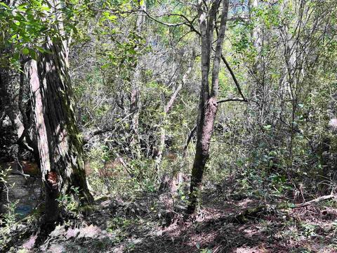 Hamilton Bridge Rd, Milton, FL 32570 photo 11