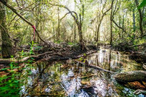 84 Buffalo Ridge Rd, Pace, FL 32571 photo 8