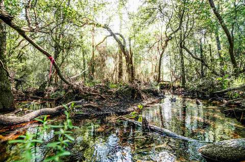 84 Buffalo Ridge Rd, Pace, FL 32571 photo 6