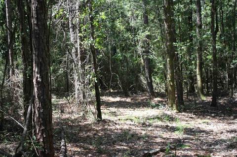 84 Buffalo Ridge Rd, Pace, FL 32571 photo 19