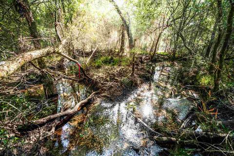 84 Buffalo Ridge Rd, Pace, FL 32571 photo 5