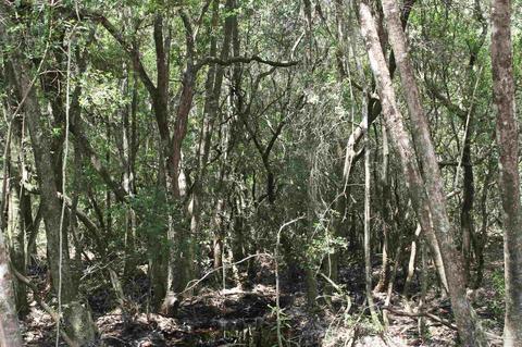 84 Buffalo Ridge Rd, Pace, FL 32571 photo 22