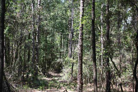 84 Buffalo Ridge Rd, Pace, FL 32571 photo 13