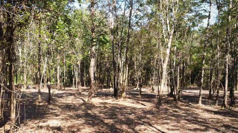 325 E Bogia Rd, Mcdavid, FL 32568 photo 4