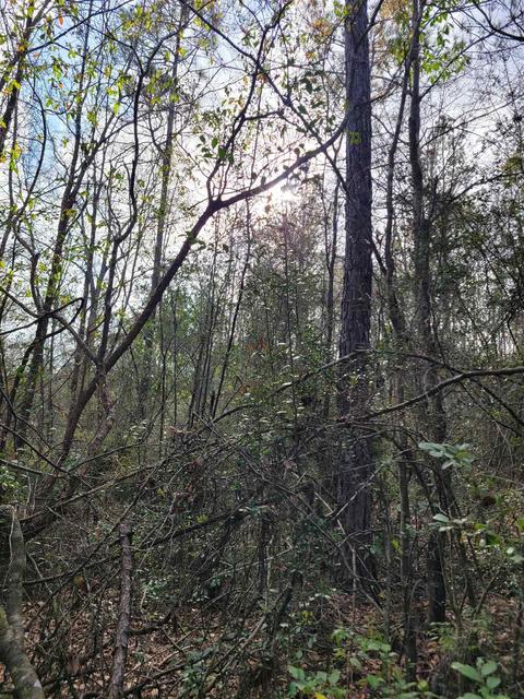 2057 Cascade Dr, Pace, FL 32571 photo 16
