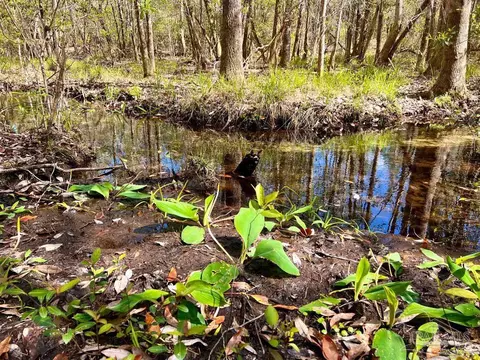 lot12 Naturewalk Dr, Pace, FL 32571 photo 13