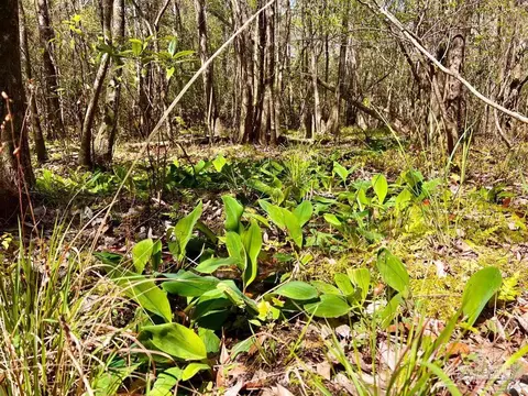 lot12 Naturewalk Dr, Pace, FL 32571 photo 14