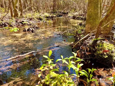 lot12 Naturewalk Dr, Pace, FL 32571 photo 15