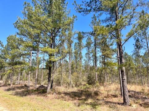 lot21 Pine Preserve Ln, Pace, FL 32571 photo 8