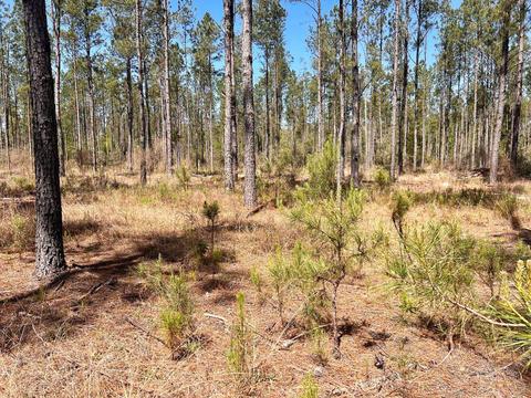 lot21 Pine Preserve Ln, Pace, FL 32571 photo 12