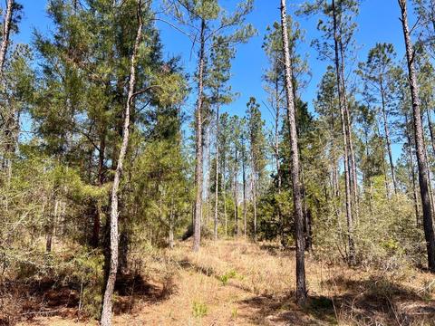 lot21 Pine Preserve Ln, Pace, FL 32571 photo 13