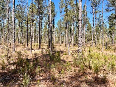 lot21 Pine Preserve Ln, Pace, FL 32571 photo 11