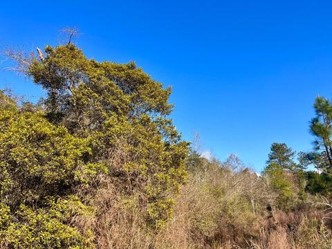 lot26 Ashbridge Ln, Pace, FL 32571 photo 16