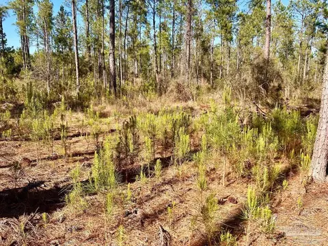 lot32 Naturewalk Dr, Pace, FL 32571 photo 11